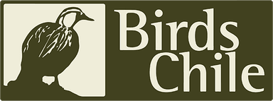 Birds Chile