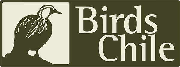 Birds Chile
